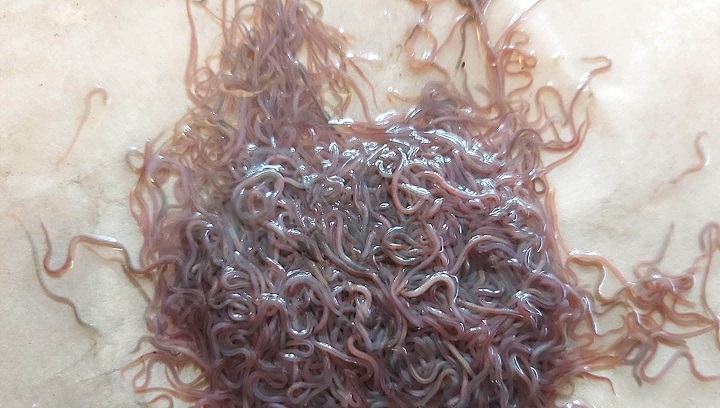 californian black worms 6