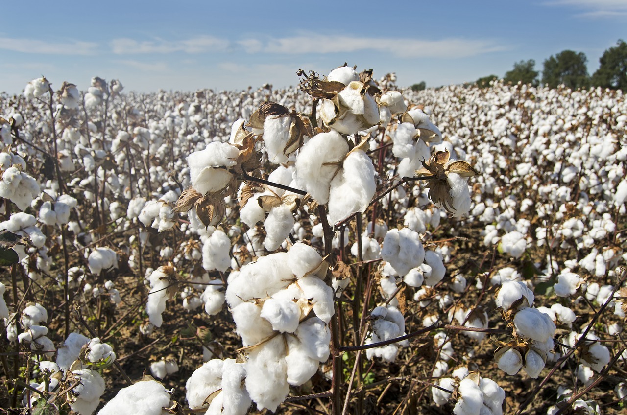 cotton bawełna 431