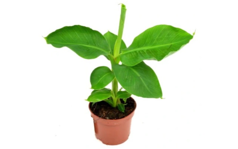 liście bananowca naturalne 2