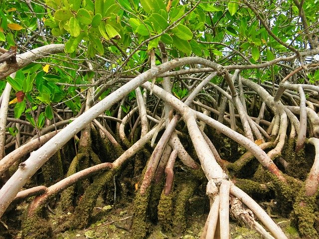 mangrowce floryda namorzyny