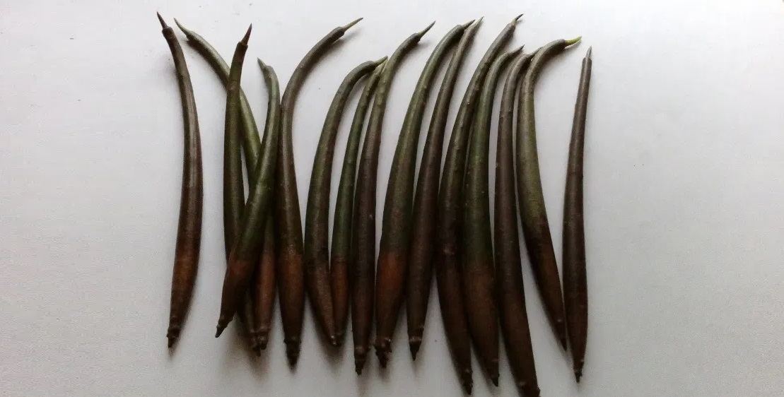 mangrowce nasiona 349