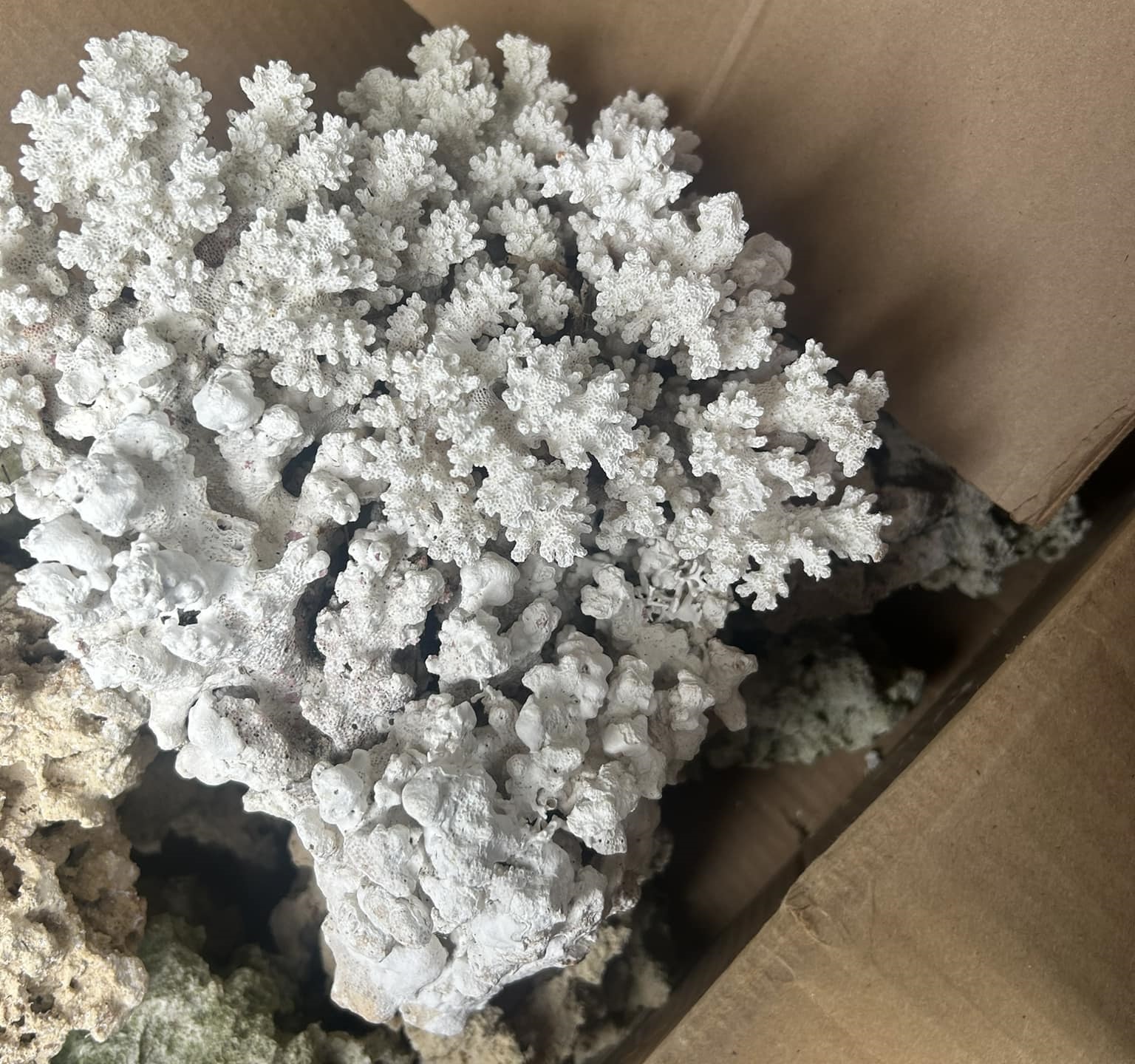 martwy koralowiec 1