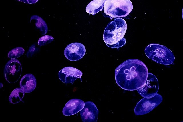 meduza 1