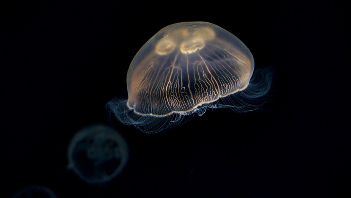 meduza 2