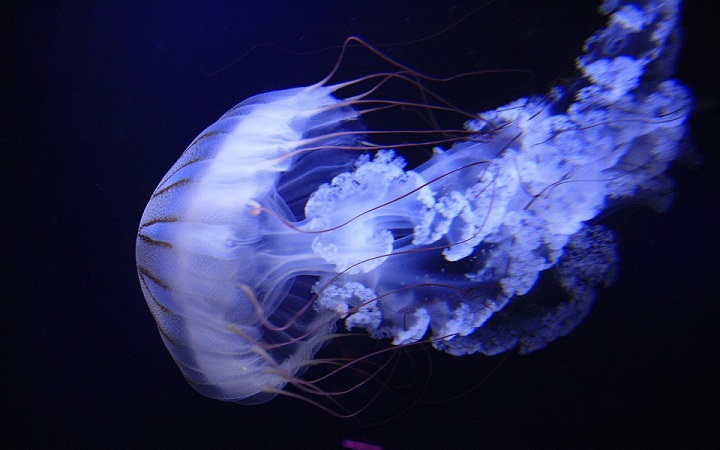meduza 3