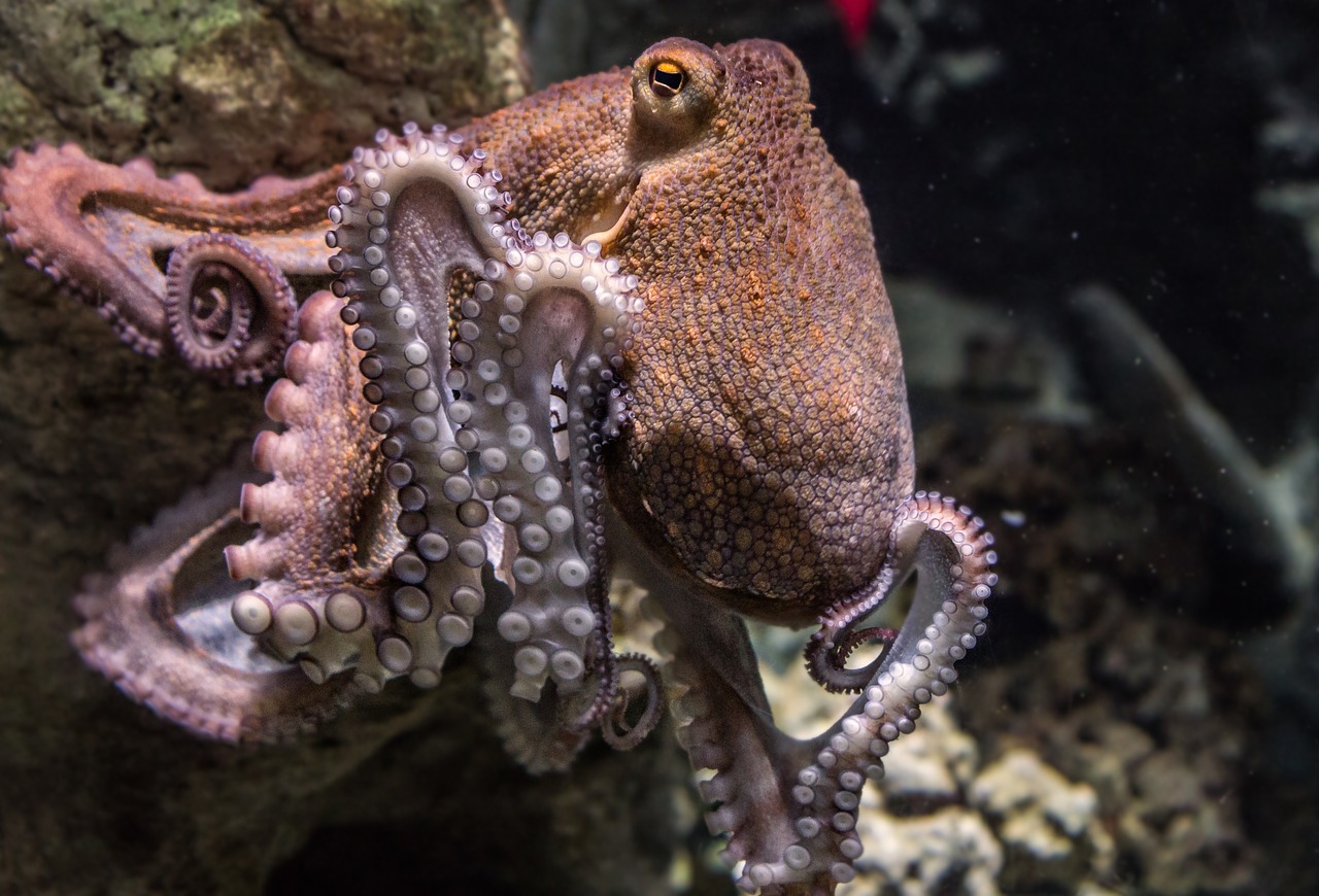ośmiornica octopus 500