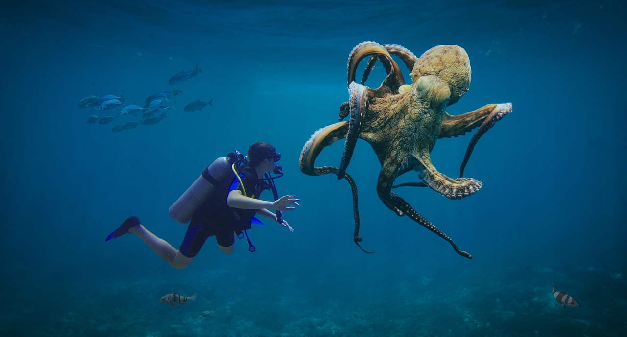 ośmiornica octopus 605