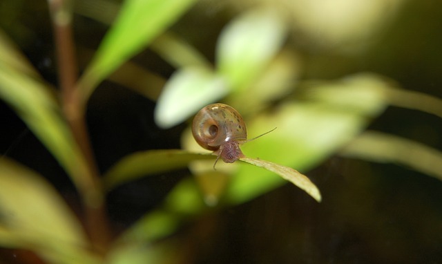 planorbarius corneus młody ślimak zatoczek rogowy