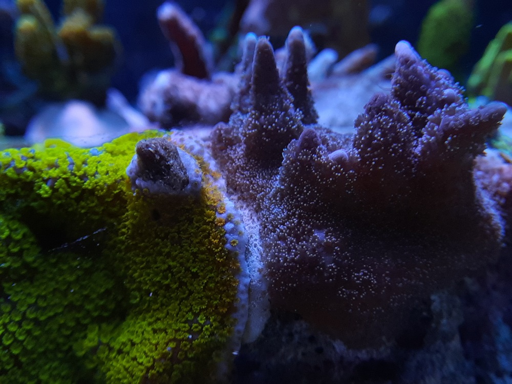 poparzone koralowce 535