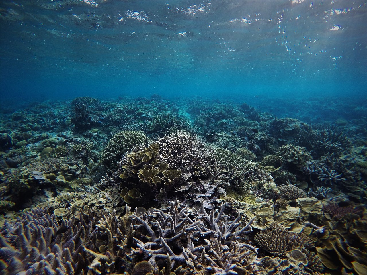 rafa koralowa 381