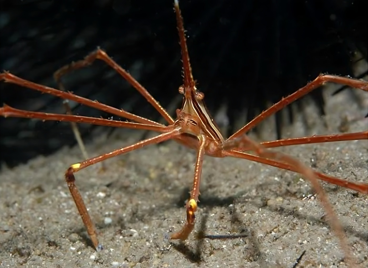 stenorhynchus seticornis krab pająkowy 119