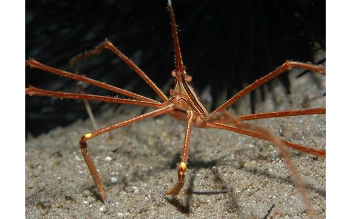 stenorhynchus seticornis krab pająkowy 1