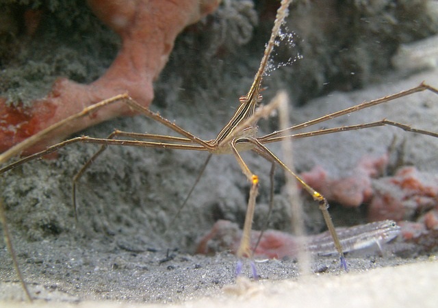 stenorhynchus seticornis krab pająkowy 2