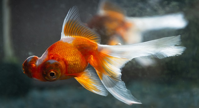 złota rybka gold fish 2