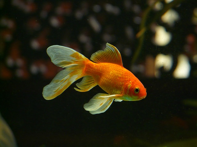 złota rybka 1
