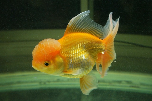 złota rybka gold fish 1