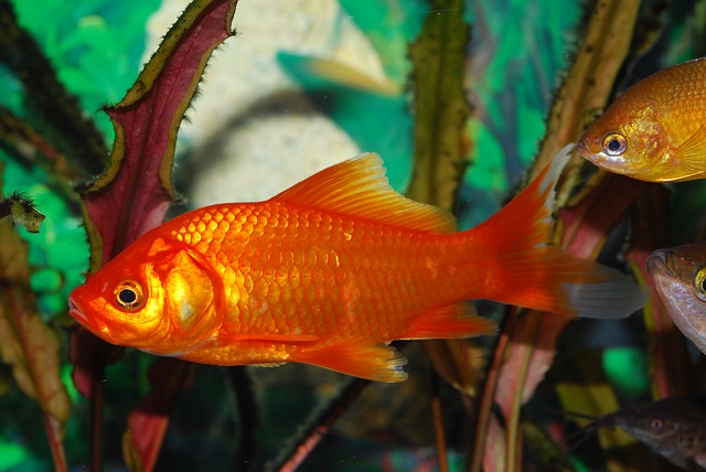 złota rybka gold fish 10