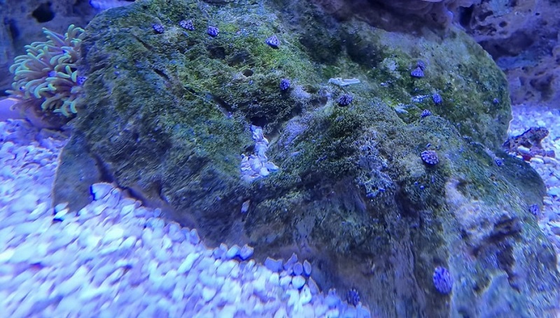 ślimaki morskie 3