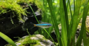 Ryby jedzą ryby: dlaczego fish eat fish i jak chronić małe rybki?