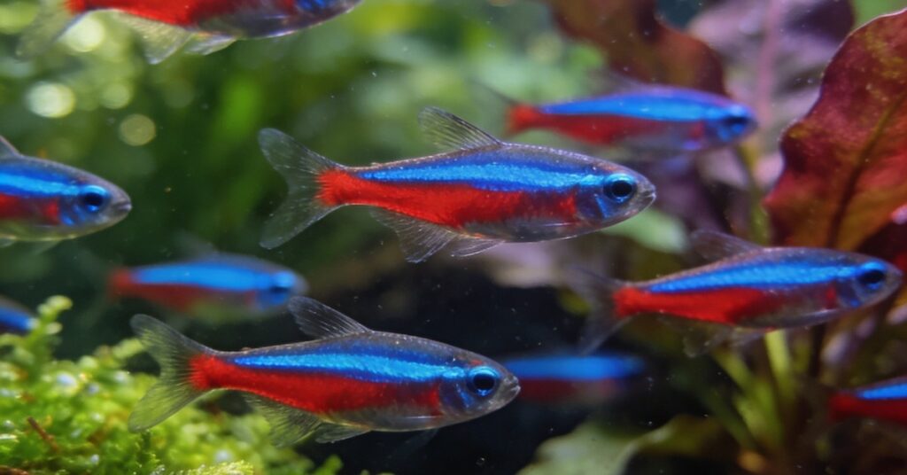 Ryby neonki: hodowla, rozmnażanie i pielęgnacja w akwarium