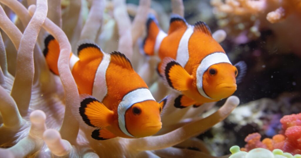 Błazenki w akwarium: hodowla Amphiprion ocellaris i ryb morskich