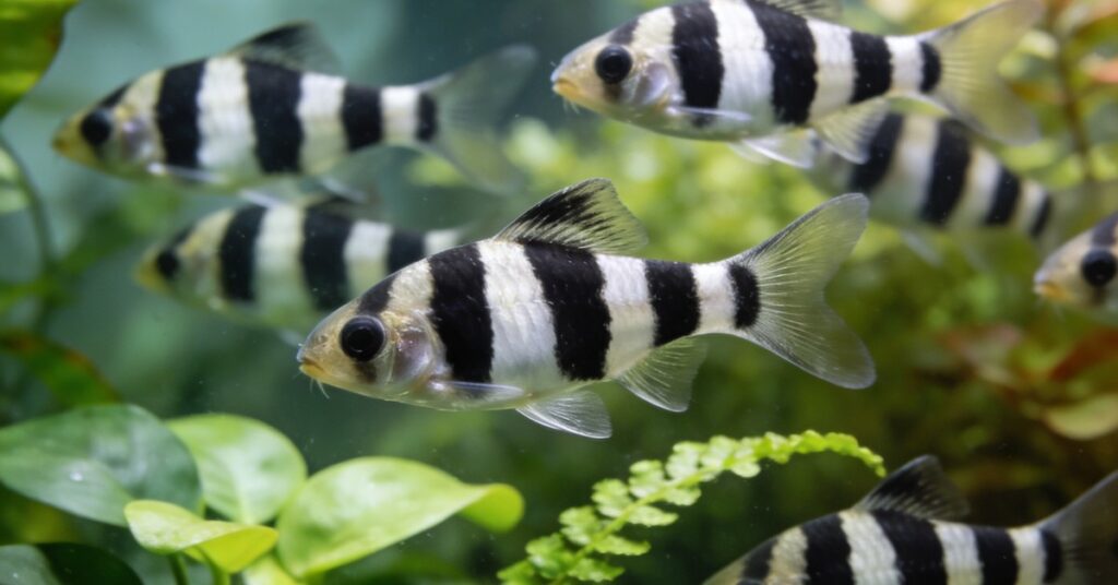 Danio rybki: gatunki, rozmnażanie i hodowla danio pręgowanego oraz zebry