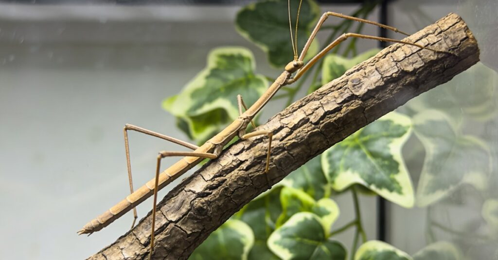 Akwarium dla patyczaka: jak przygotować idealne terrarium? FAQ