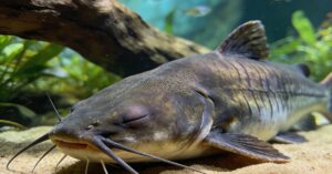 Sumy ryby: słodkowodny drapieżnik – od jeziora po rzekę i sum europejski