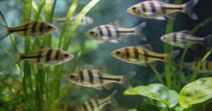Danio pręgowane: wszystko o tej rybie akwariowej (Danio rerio)